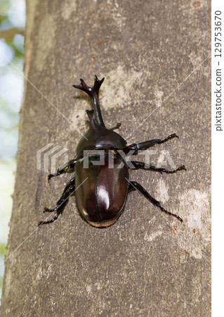 A beetle climbing a tree 129753670