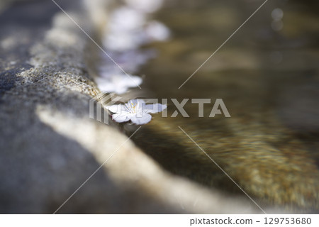 櫻花花瓣飄浮在神社長津屋的水面上。 櫻花花瓣飄浮在神社長津屋的水面上。 129753680