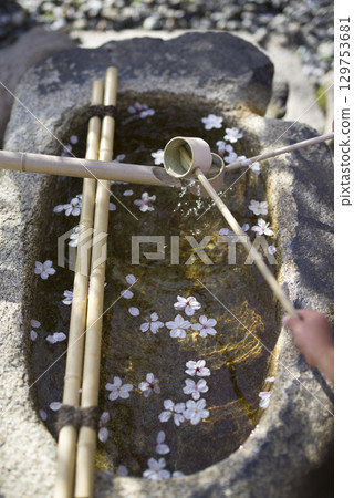 Cherry blossom petals are floating above the water in the shrine's Chozuya. 129753681