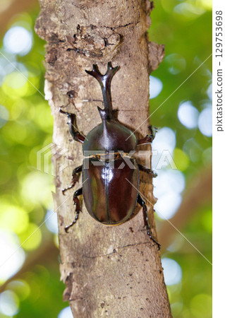 爬樹的甲蟲 129753698
