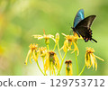 一隻燕尾蝶正在從花中吸取花蜜 129753712