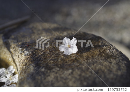 Cherry blossoms are on the stones at the shrine's chozuya (water purification fountain). Cherry blossoms are on the stones at the shrine's chozuya (water purification fountain). 129753732