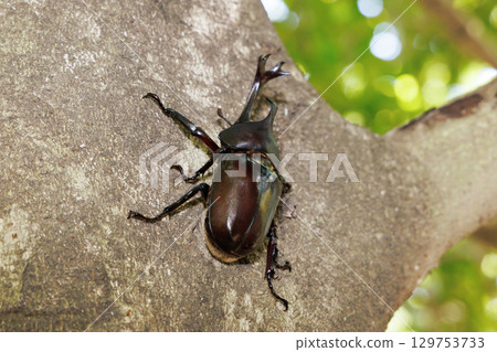 A beetle climbing a tree 129753733