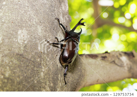 A beetle climbing a tree 129753734