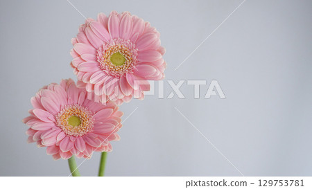 粉紅色的非洲菊花 129753781