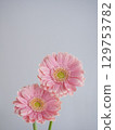 粉紅色的非洲菊花 129753782