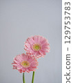 粉紅色的非洲菊花 129753783