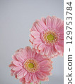 粉紅色的非洲菊花 129753784