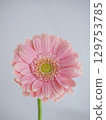 粉紅色的非洲菊花 129753785