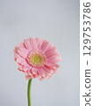 粉紅色的非洲菊花 129753786