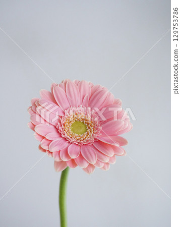 粉紅色的非洲菊花 粉紅色的非洲菊花 129753786