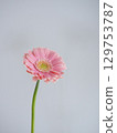 粉紅色的非洲菊花 129753787