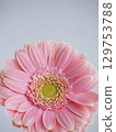 粉紅色的非洲菊花 129753788