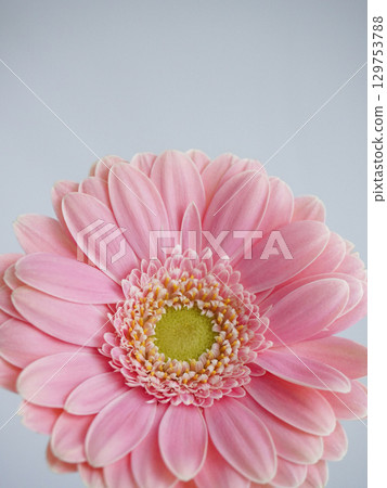 粉紅色的非洲菊花 129753788