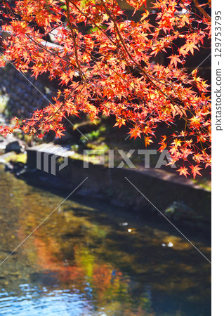 京都府三尾市高尾町美麗的紅葉(京都府京都市右京區) 京都府三尾市高尾町美麗的紅葉(京都府京都市右京區) 129753795