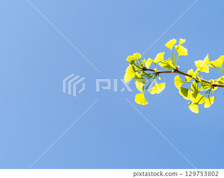 年輕的銀杏葉在春日的陽光下閃閃發光 129753802