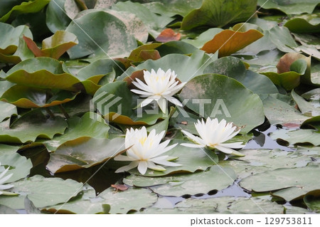 White water lily 129753811