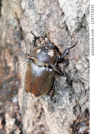 甲蟲吮吸汁液 129753842