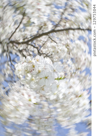 Under the blue sky, someiyoshino cherry blossoms in the park are in full bloom. The flowers are densely blooming. Under the blue sky, someiyoshino cherry blossoms in the park are in full bloom. The flowers are densely blooming. 129753844
