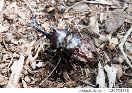 甲蟲屍體 甲蟲屍體 129753858