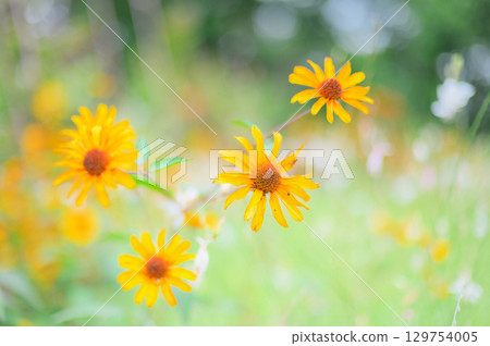 Yellow rudbeckia blooming in summer Yellow rudbeckia blooming in summer 129754005