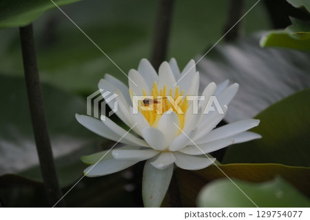 White Lotus Flower 129754077