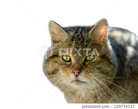 Portrait European wildcat, felis silvestris, isolated on white background Portrait European wildcat, felis silvestris, isolated on white background 129754137