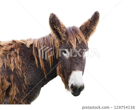 Donkey (equus asinus) isolated on white background 129754138