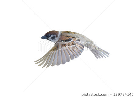 flying sparrow isolated on white background 129754145