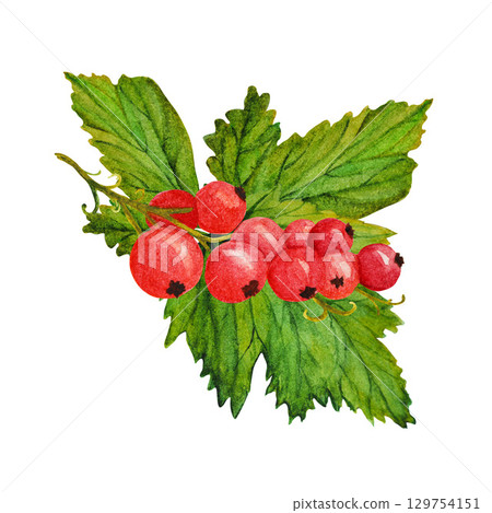Red ripe currant with lush green leaves, watercolor illustration on white background 129754151