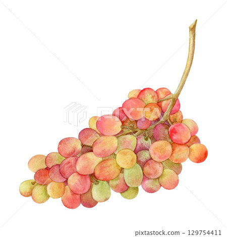 Watercolor grapes, beautiful hand drawn illustration. Isolated on a white background. Suitable for cafe menu, cooking, food packaging, Thanksgiving card. Watercolor grapes, beautiful hand drawn illustration. Isolated on a white background. Suitable for cafe menu, cooking, food packaging, Thanksgiving card. 129754411