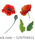 Poppy watercolor illustration set isolated on white. Realistic flowers with vibrant petals, buds and leaves. Detailed botanical clipart for floral design, packaging, textile, decorative projects Poppy watercolor illustration set isolated on white. Realistic flowers with vibrant petals, buds and leaves. Detailed botanical clipart for floral design, packaging, textile, decorative projects 129754412
