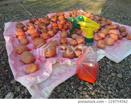 spray bottle with pink liquid for treating seed potatoes before planting against the background of tubers scattered on white material on a rocky surface 129754562
