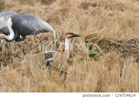 A rare wild bird seen in winter: the large swan goose A rare wild bird seen in winter: the large swan goose 129754624