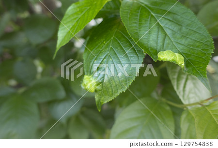 Photo of a gall on a cherry leaf Photo of a gall on a cherry leaf 129754838
