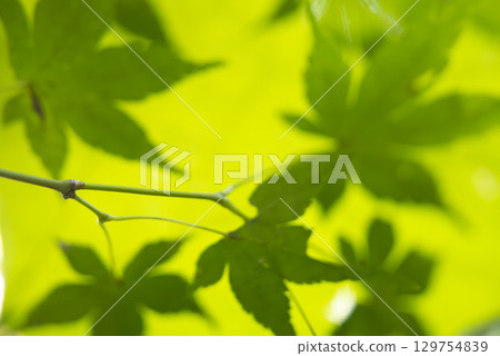 A photo of blue maple leaves shining through A photo of blue maple leaves shining through 129754839