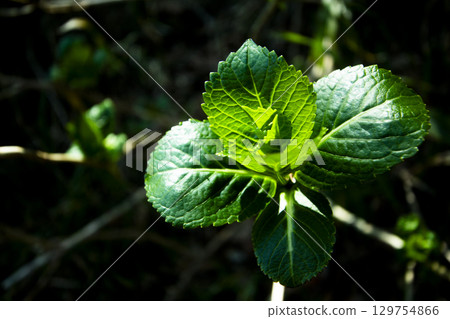 Photograph of lush hydrangea leaves 129754866