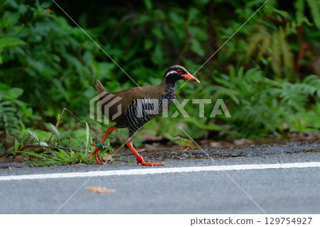 The endangered Okinawa rail is a globally rare bird that can only be found in the Yanbaru region of Okinawa Prefecture. 129754927