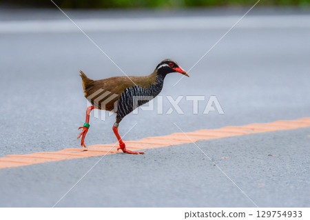 The endangered Okinawa rail is a globally rare bird that can only be found in the Yanbaru region of Okinawa Prefecture. 129754933