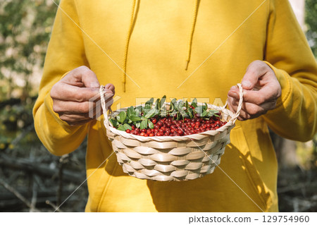 gathering fresh berries lingonberry in woven basket during sunny day in forest. closeup. 129754960