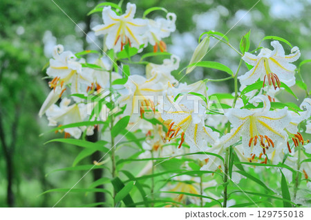 A mountain lily blooming in the light rain A mountain lily blooming in the light rain 129755018