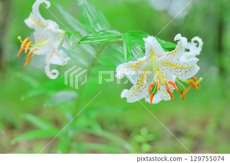 Mountain lilies blooming in the forest 129755074