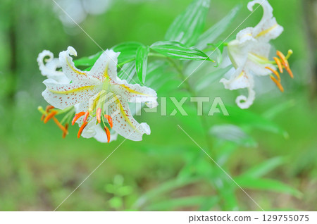 Mountain lilies blooming in the forest Mountain lilies blooming in the forest 129755075
