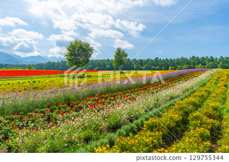 Yatsugatake Flower Garden Yatsugatake Garden Project Yatsugatake Flower Garden Yatsugatake Garden Project 129755344