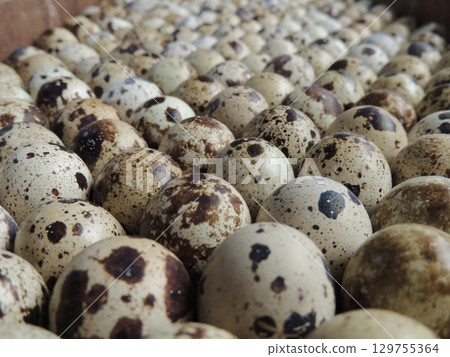 eggs with abstract spots standing in an incubator tray with the blunt end up for hatching quails at home, close-up in a blurred perspective eggs with abstract spots standing in an incubator tray with the blunt end up for hatching quails at home, close-up in a blurred perspective 129755364