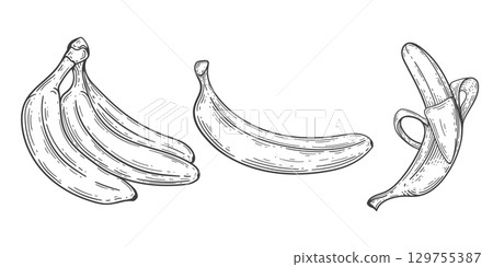 Bananas drawing. Banana bunches . Exotic and tropical fruit engraved drawings .Vector illustration. 129755387
