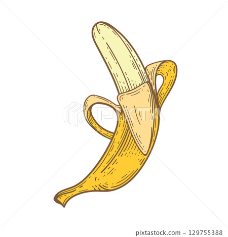Yellow banana, drawing. Exotic and tropical fruit engraved drawings .Vector illustration. 129755388