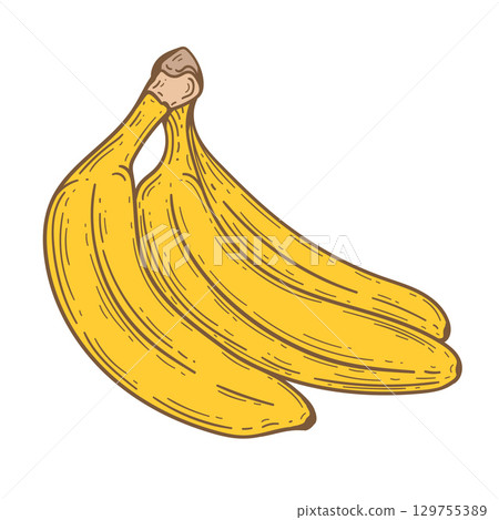 Banana bunches .Bananas drawing. Exotic and tropical fruit engraved drawings .Vector illustration. 129755389