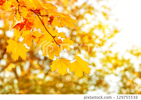 Natural autumn maple leaves on a branch, through which the setting sun shines Natural autumn maple leaves on a branch, through which the setting sun shines 129755538