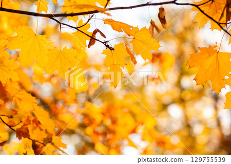Natural autumn maple leaves on a branch, through which the setting sun shines Natural autumn maple leaves on a branch, through which the setting sun shines 129755539